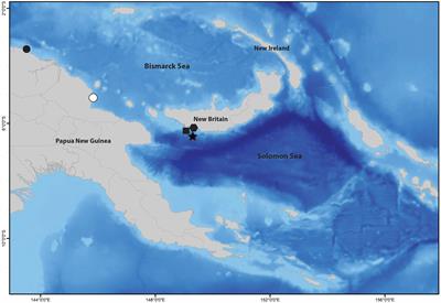 Five new species of Terebellides (Annelida, Polychaeta, Trichobranchidae) from Papua New Guinea (Bismarck and Solomon seas)